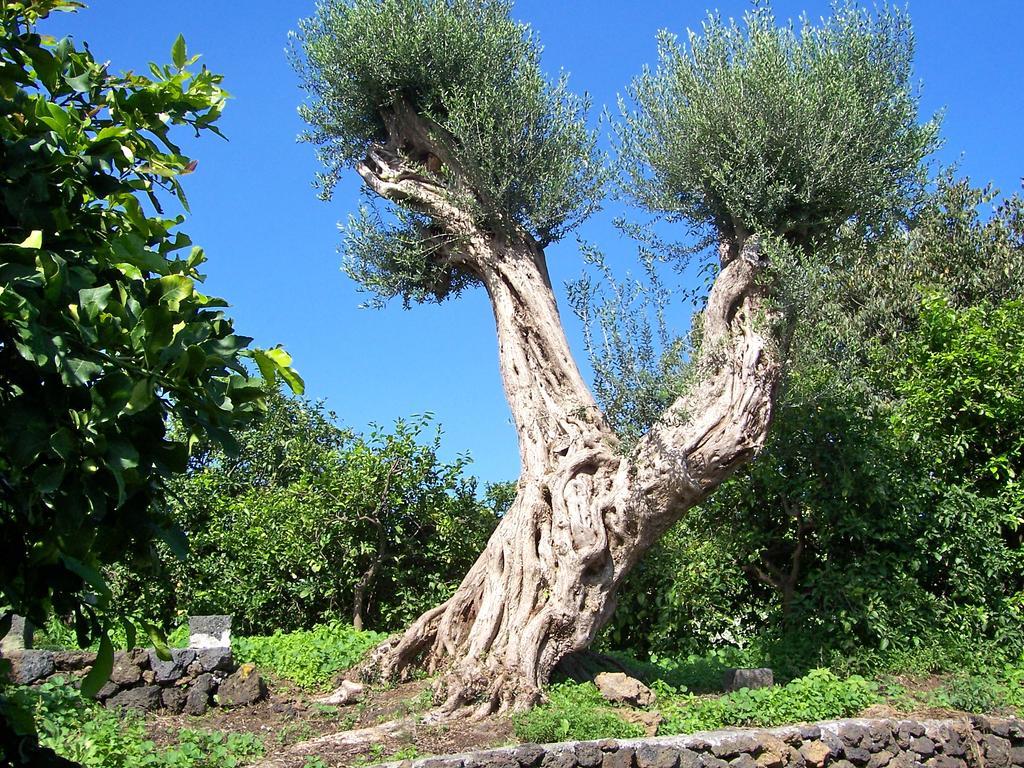 Il Limoneto Acireale Villa Eksteriør bilde