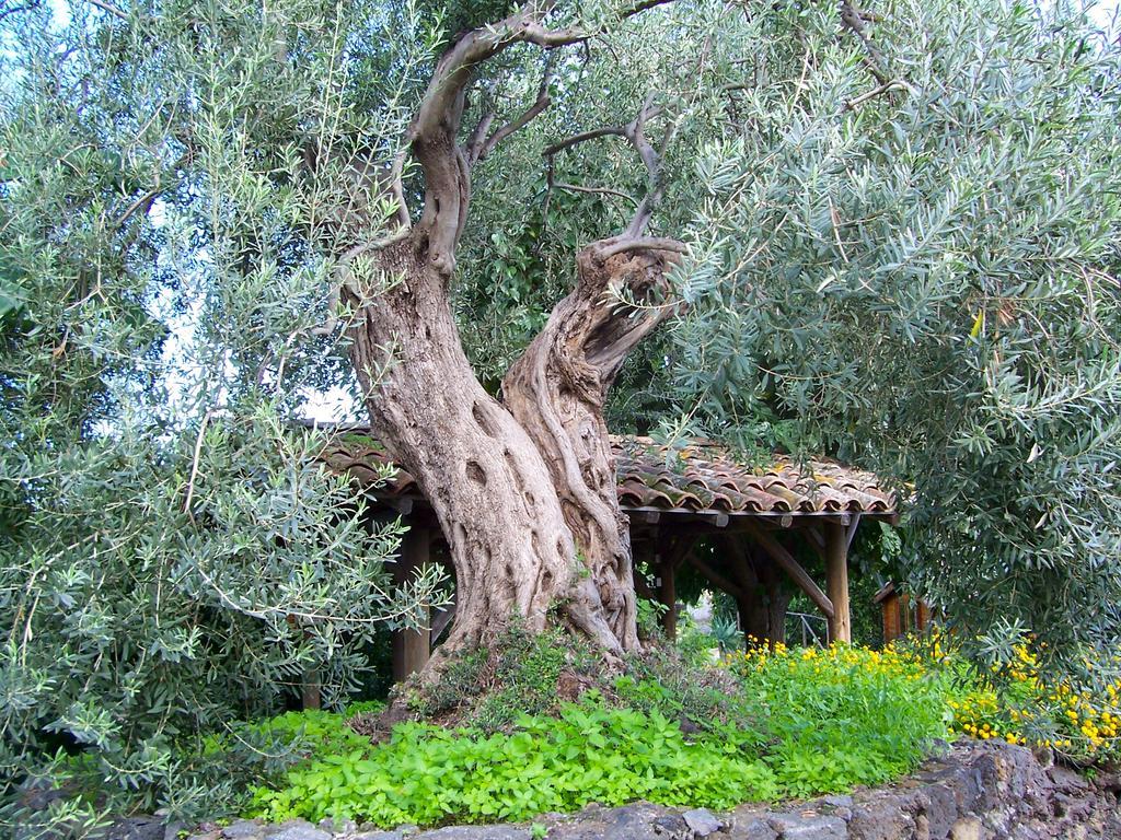 Il Limoneto Acireale Villa Eksteriør bilde